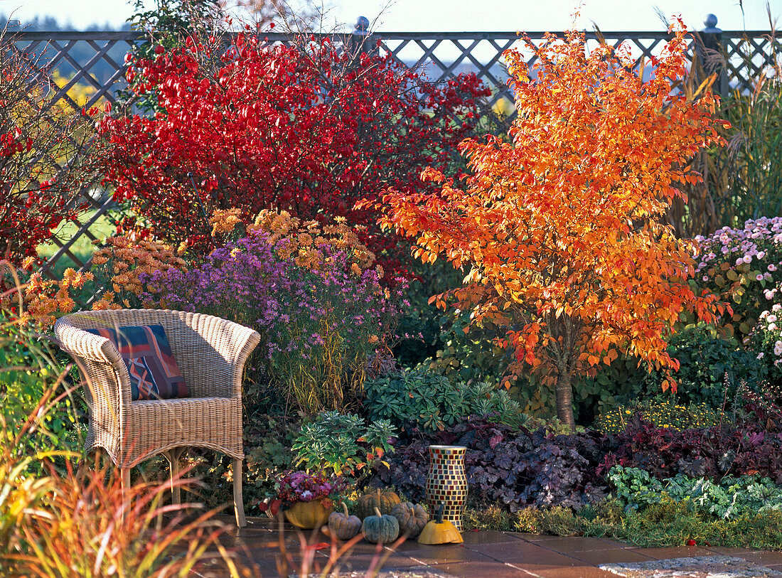 Euonymus alatus (spindle bush), Prunus (ornamental cherry), Chrysanthemum, Aster