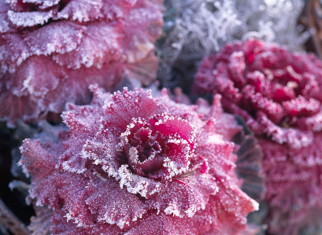 Brassica (ornamental cabbage, red-leaved, frozen)