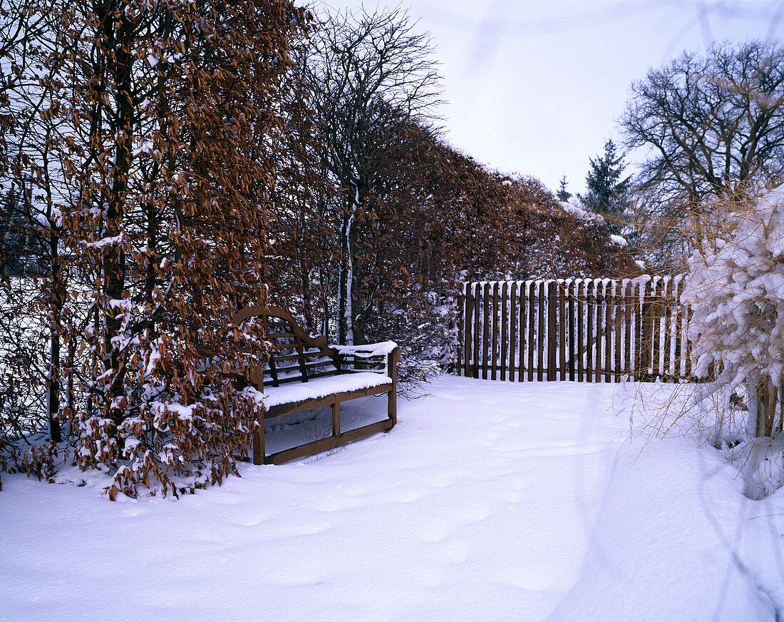 Wooden bench in front of Fagus sylvatica (copper beech hedge), snowy path, garden gate