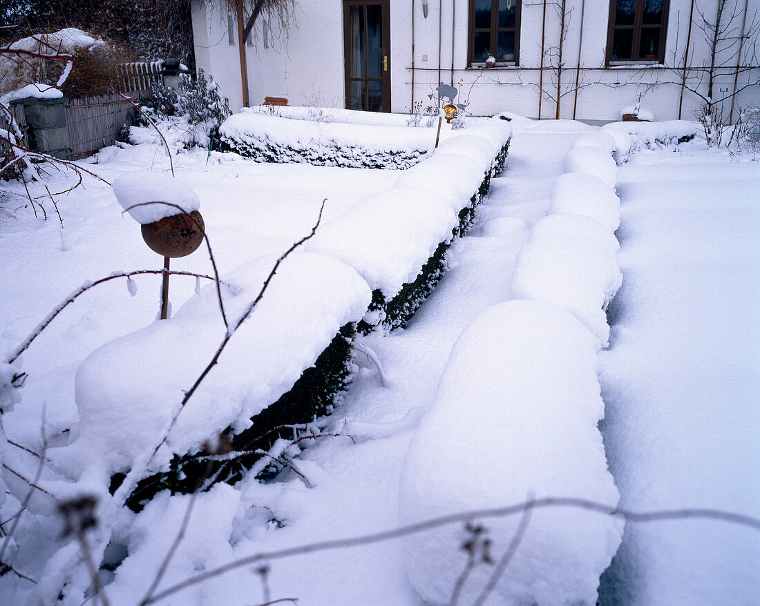 Buxus (Buchshecken) im Garten mit dicker Schneehaube