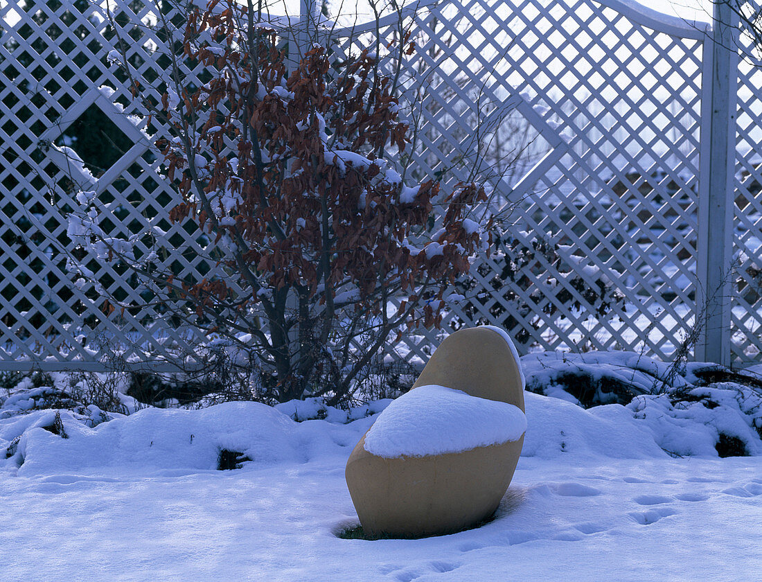 Wintery, snowy seat sculpture, Fagus sylvatica (copper beech) in front of trellis
