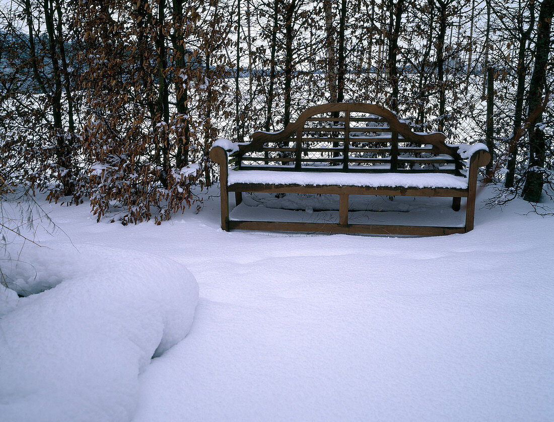 Snowy wooden bench in niche in hedge of Carpinus (hornbeam, hornbeam)