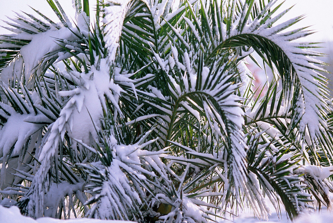 Phoenix canariensis (Phoenix palm) in the snow