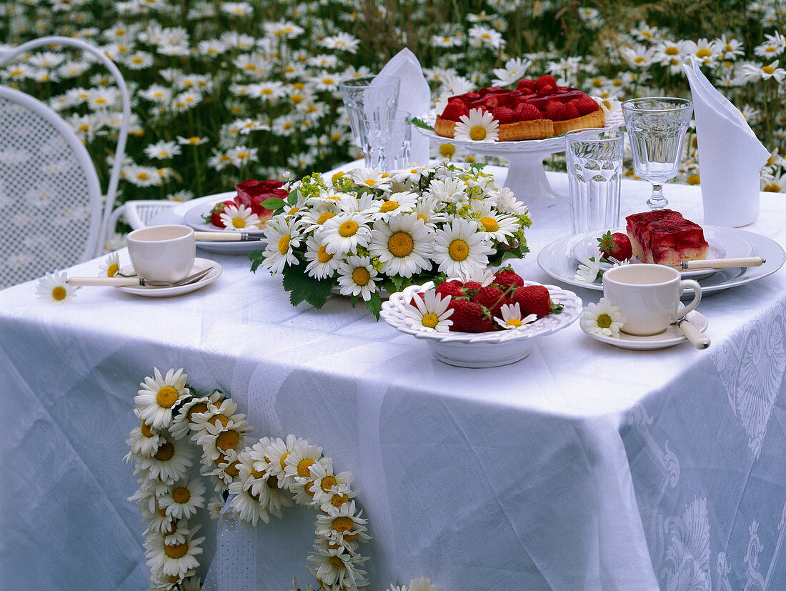 Leucanthemum (Marguerite), Alchemilla (Frauenmantel)