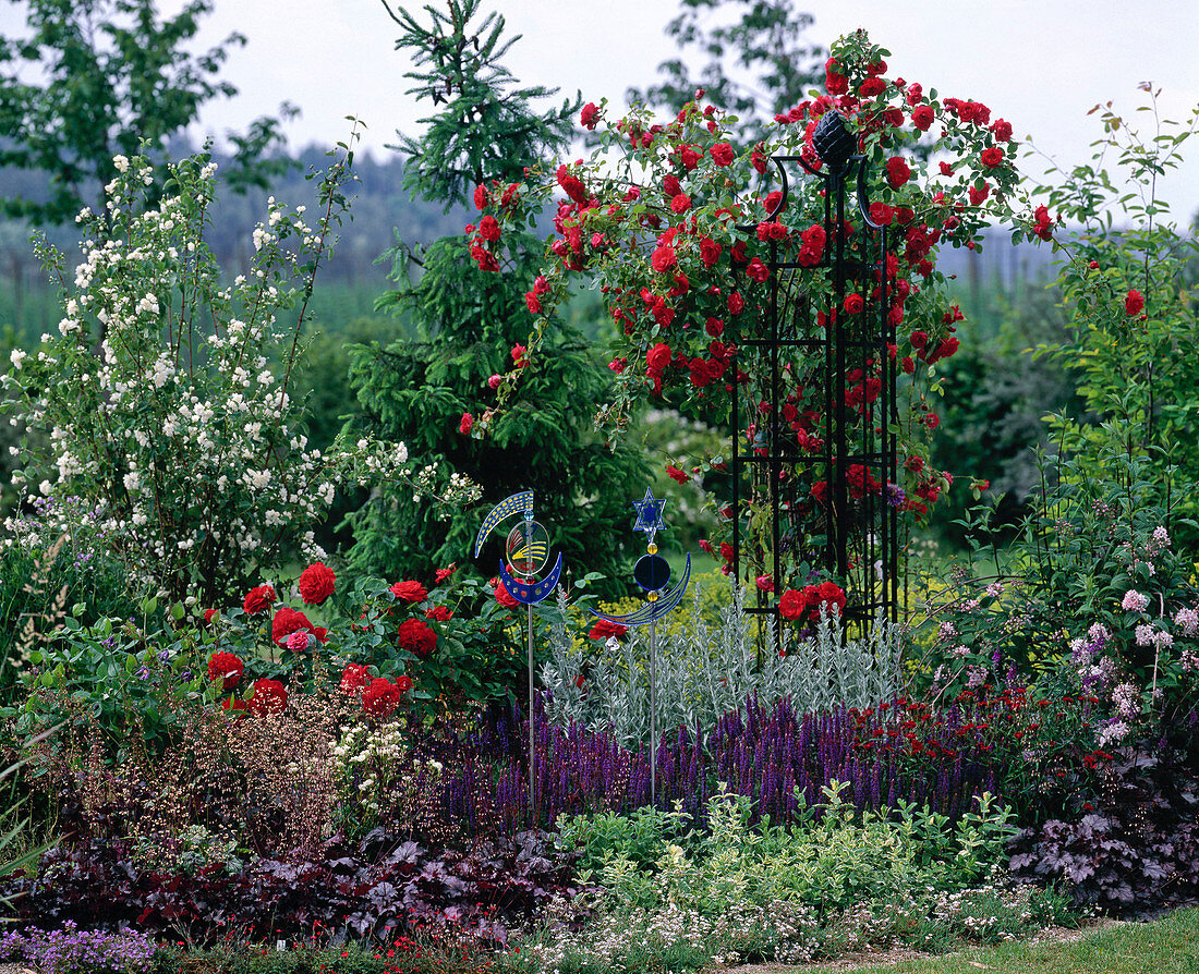 Pink 'Flame Dance', 'L.D. Braithwaite '(Rose), Philadelphus