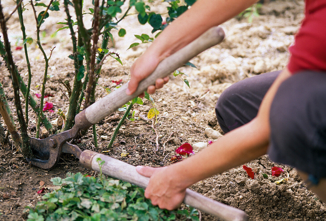 Rose care, dead shoots are removed