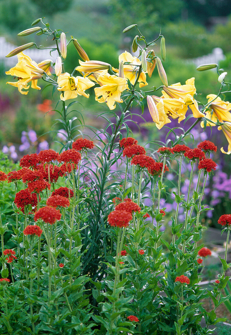 Lilium 'Royal Gold' (lily), Aurelian - hybrid, intensely fragrant