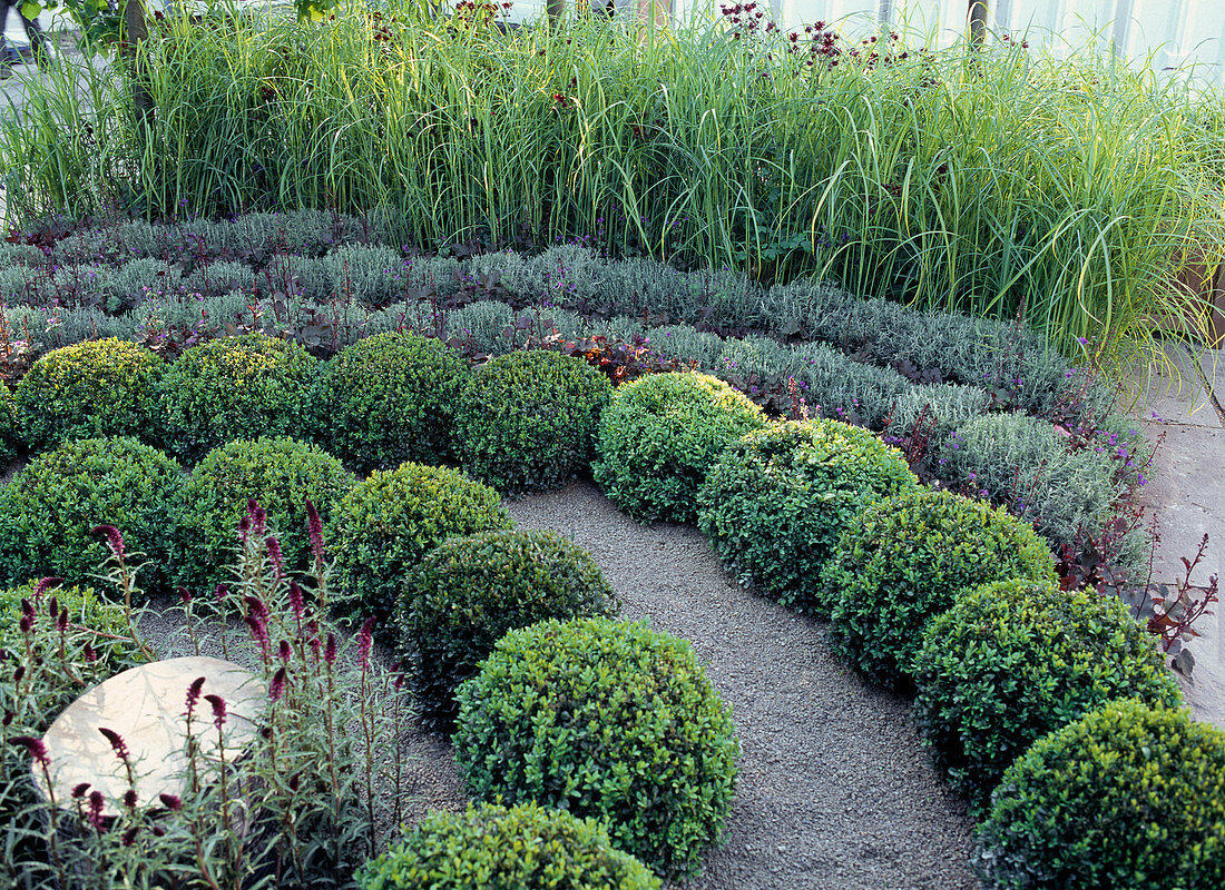 Buxus (Buchskugeln), Santolina (Heiligenkraut), Miscanthus