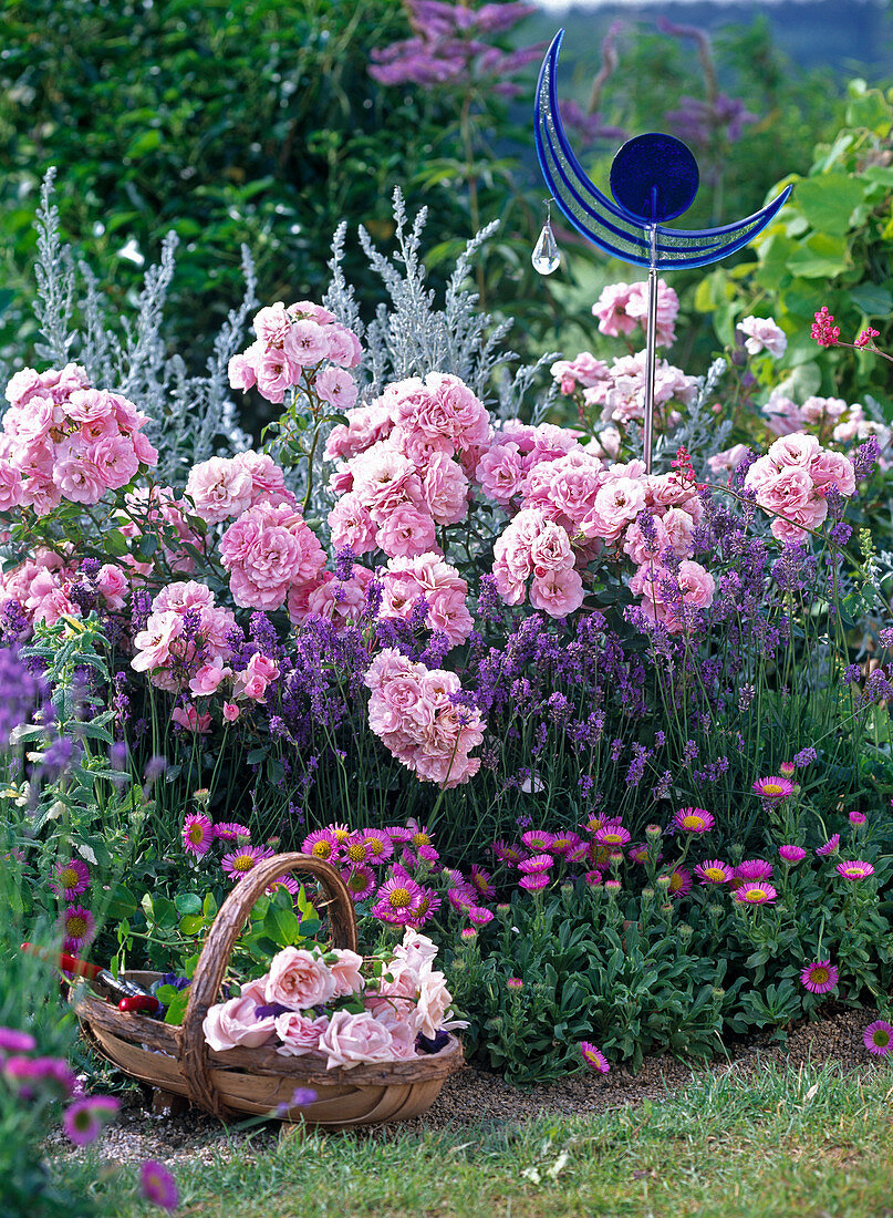 Rosa 'Bonica' (Strauchrose), Lavandula 'Munstead' (Lavendel)