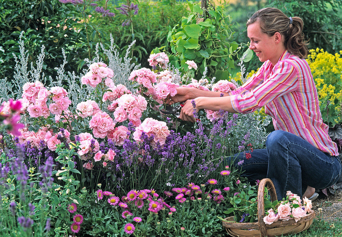 Young woman cutting roses, Rosa 'Bonica' (shrub rose)