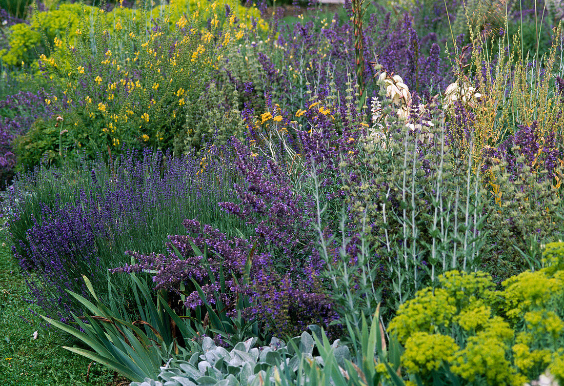 Lavandula (Lavender), Nepeta (Catmint), Perovskia (Perovskie)