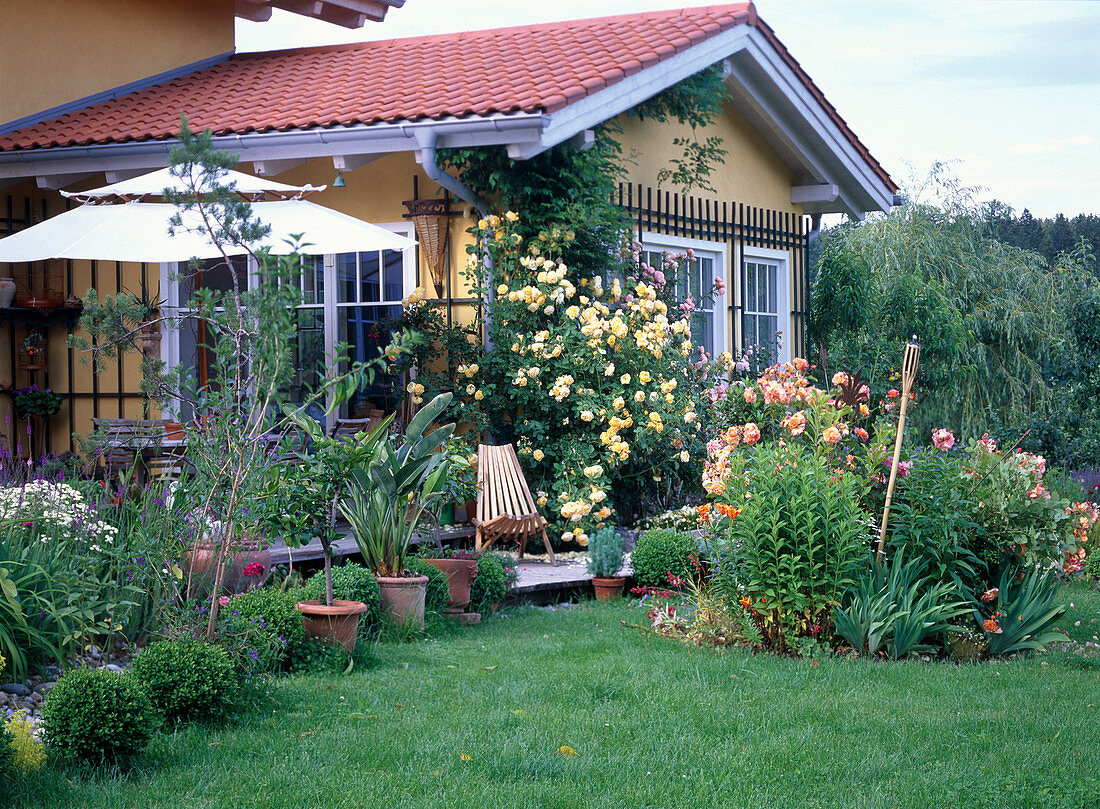 House view with flowering climbing roses, perennials, woody plants