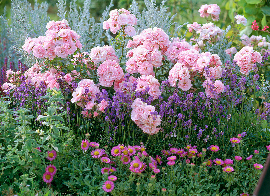 Rosa 'Bonica' (shrub rose), Lavandula' Munstead' (lavender)