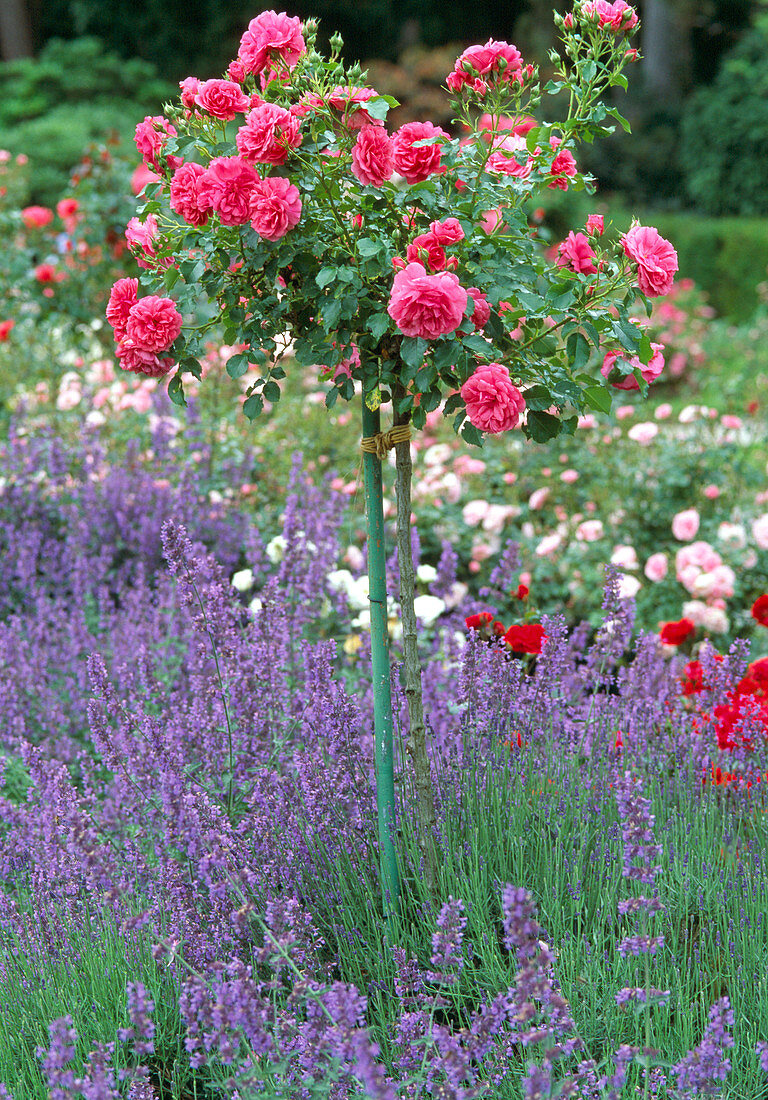 Rosa 'Rosarium Uetersen' / Kletterrose auf Stamm, Lavandula