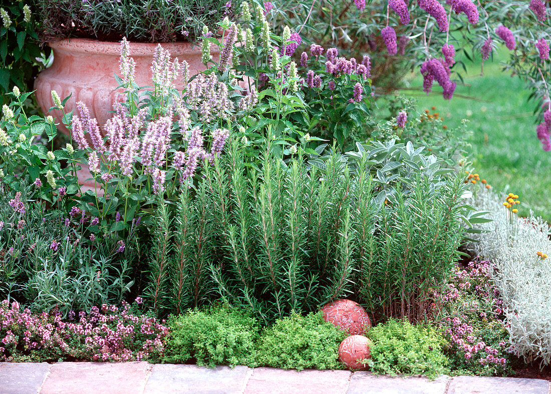 Rosmarinus / Rosmarin, Agastache / Duftnessel