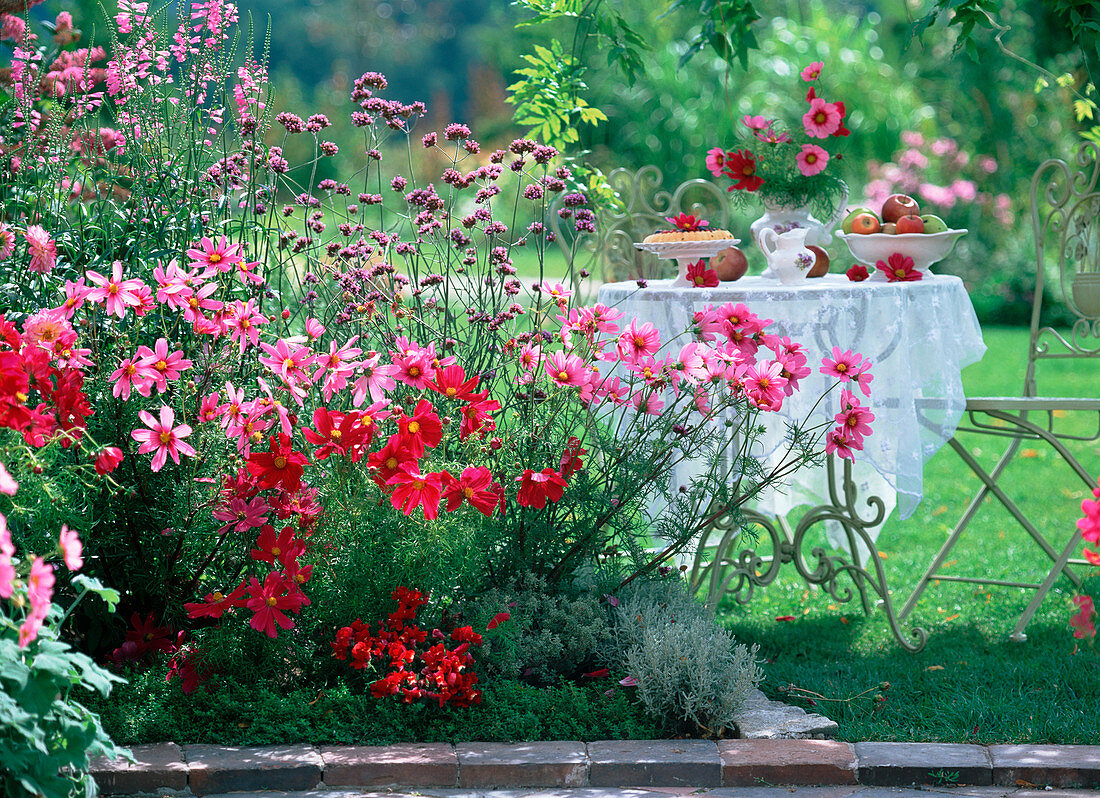 Cosmos 'sonata', Versailles 'Tetra' (daisies)