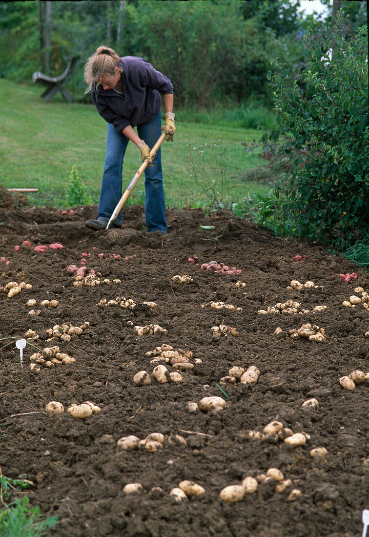 Solanum tuberosum (Potato)