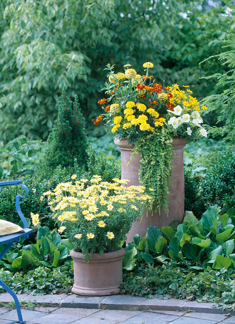 Argyranthemum 'Schöne von Nizza' / Margerite