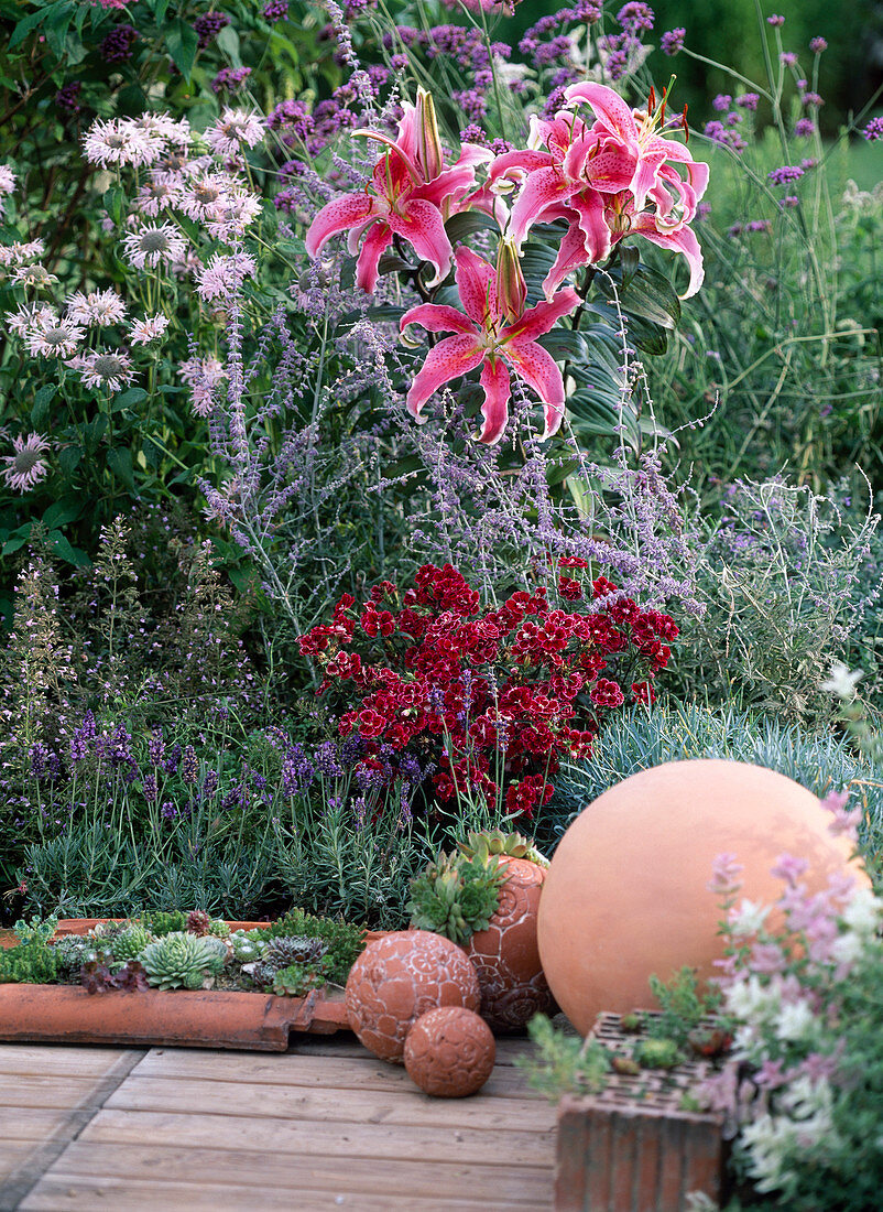 Lilium 'Stargazer' (Lilien, Monarda, Indianernessel)