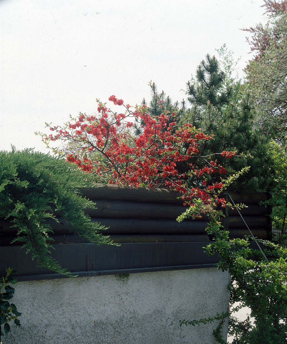 Roof garden above a garage