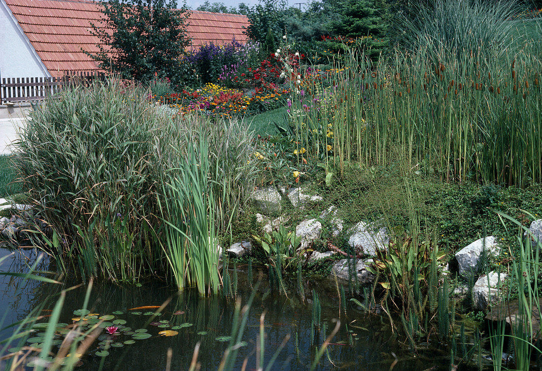 Pond with Typha Minima