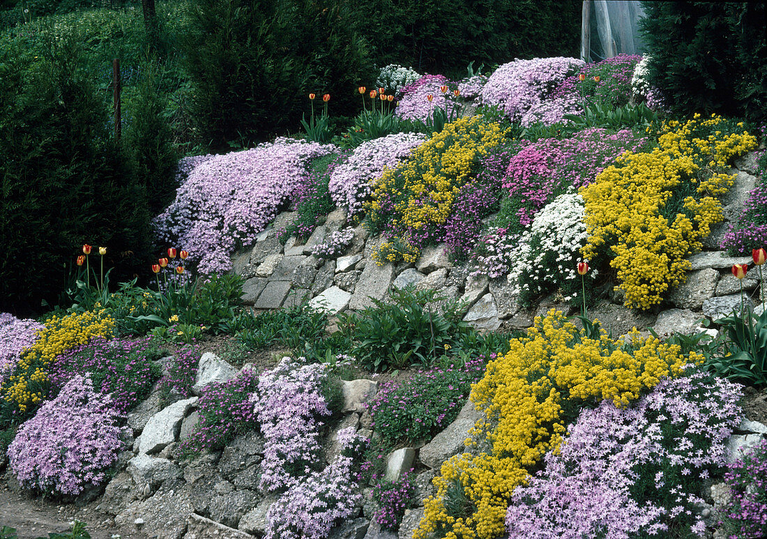 Rock garden on a slope with phlox