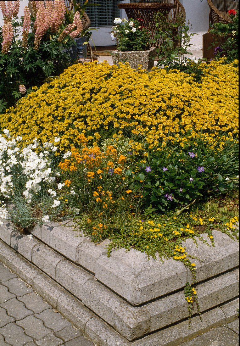 Sedum floriferum 'Weihenstephaner Gold' (stonecrop), Dianthus plumarius