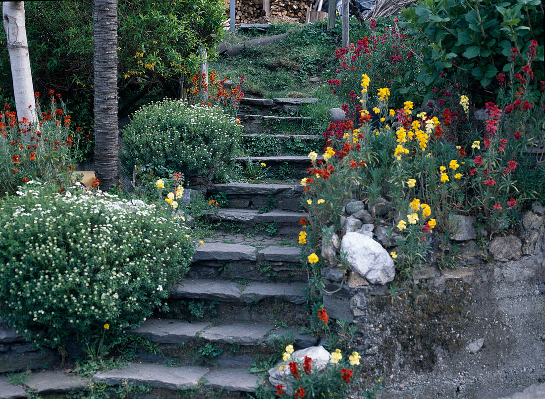 Stairs with Cheiranthus cheiri