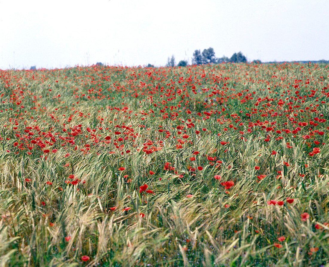 Poppy field