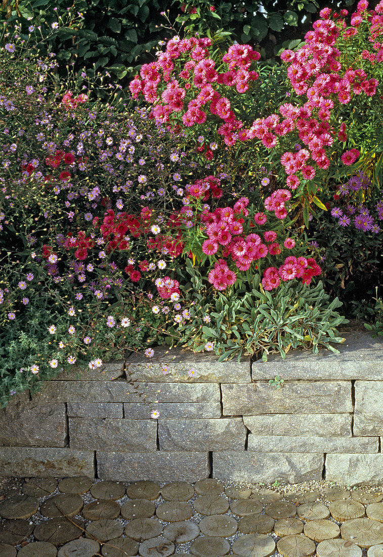 Aster novae-angliae 'Alma Pötschke'