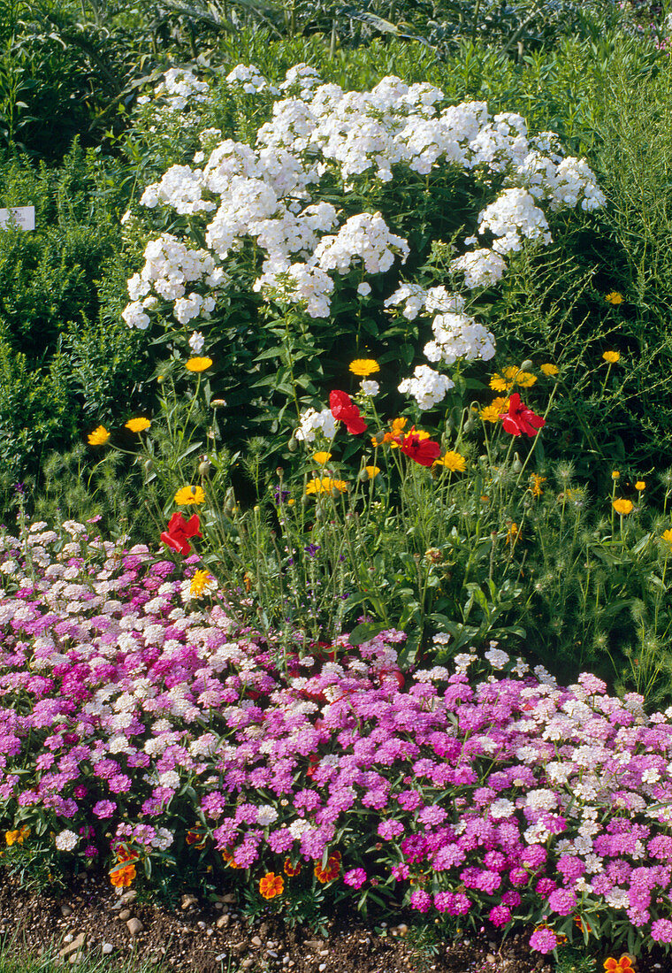 Phlox paniculata