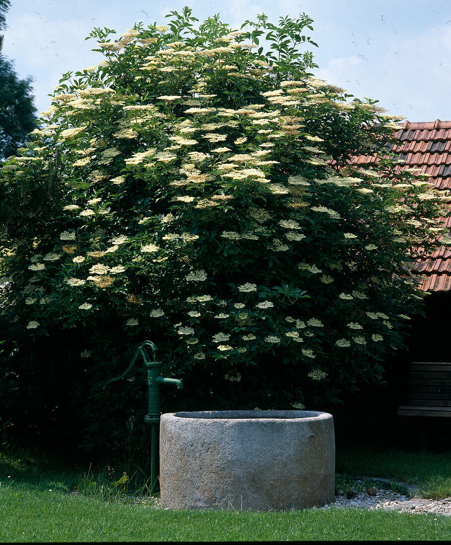 Sambucus nigra (Black Elder)