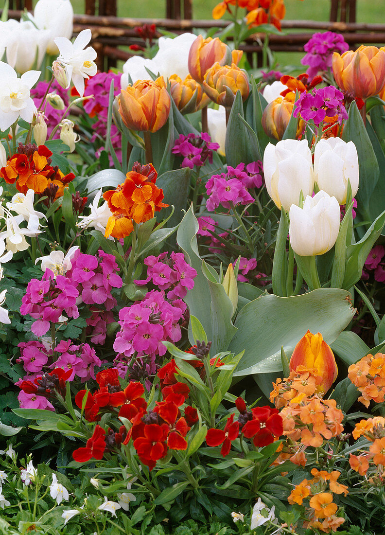 Tulipa (white and orange tulips)