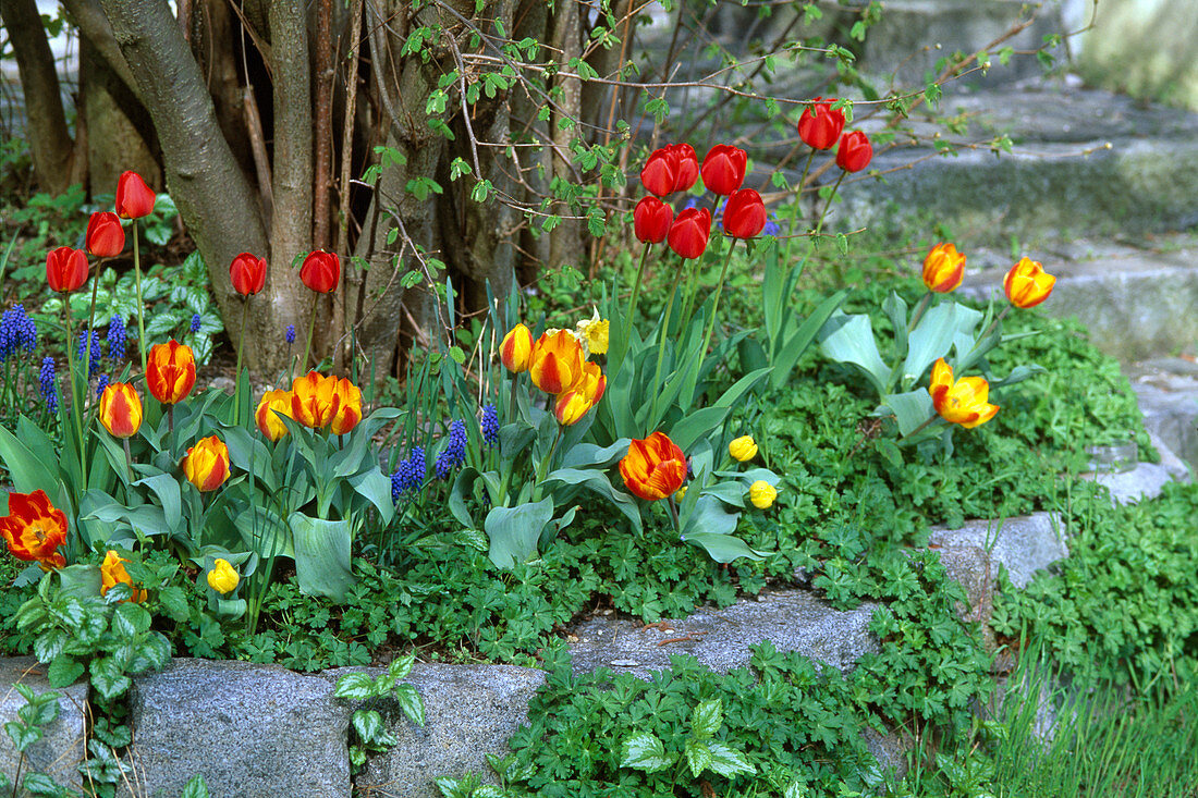 Tulipa (tulips), Muscari (grape hyacinths)