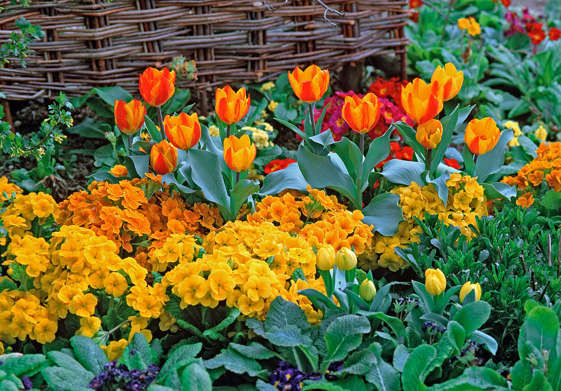 Primula elatior 'Crescendo' und Primula acaulis (Primeln)