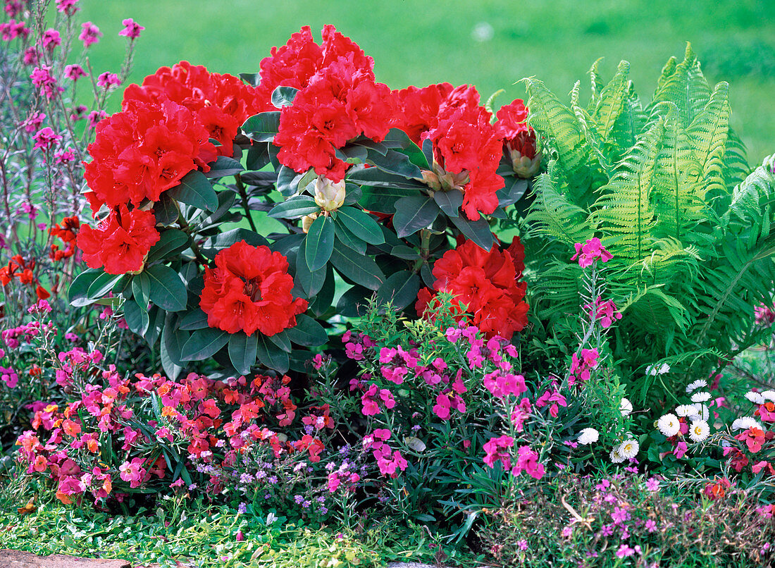 Rhododendron 'Red Jack'