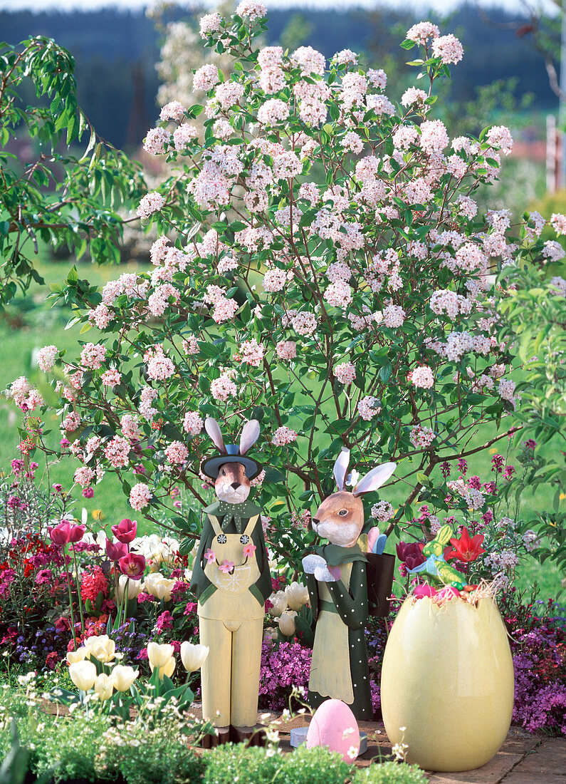 Viburnum burkwoodii 'Mohawk' (Easter snowball)