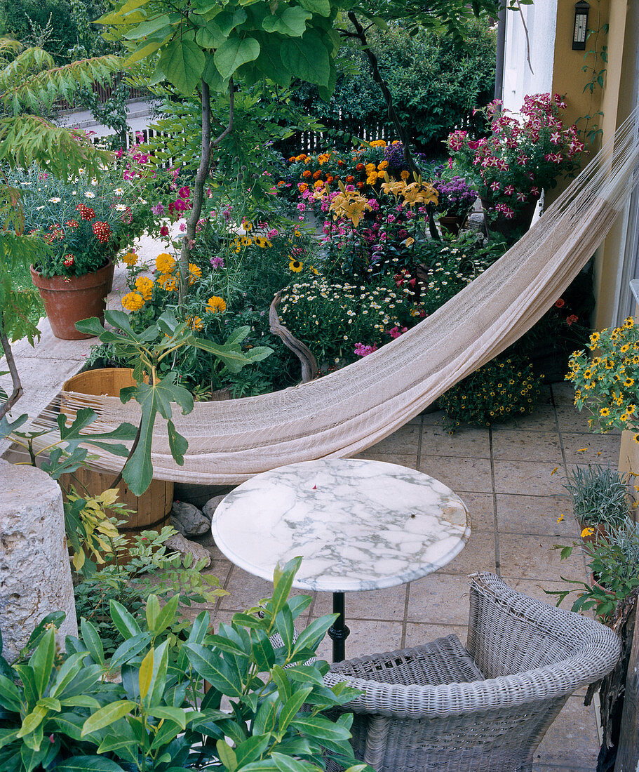 Terrace with M.catalpa Bignonioides