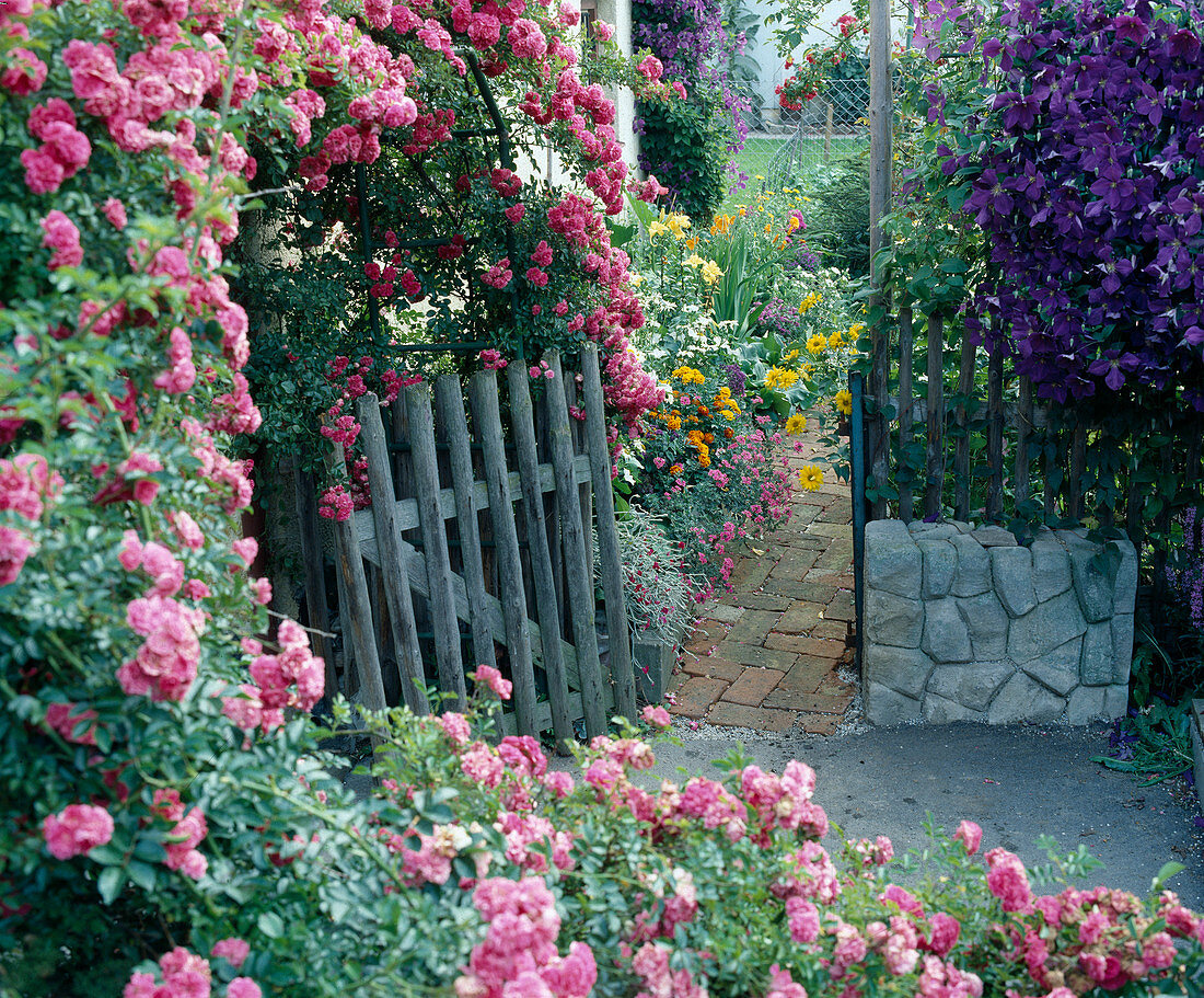 Climbing rose 'Crimson Rambler', Clematis 'Jackmanii'