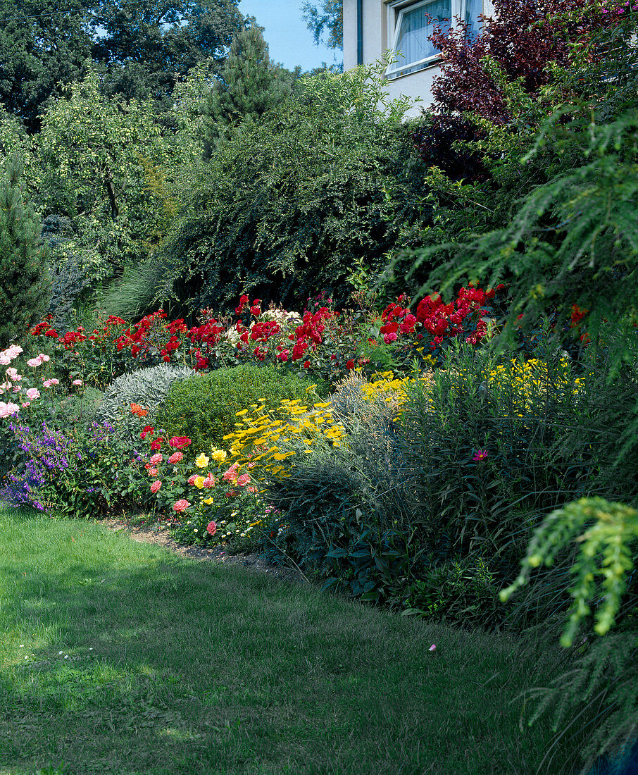 Slope garden: Rosa (roses, bedding roses), Achillea (yarrow)