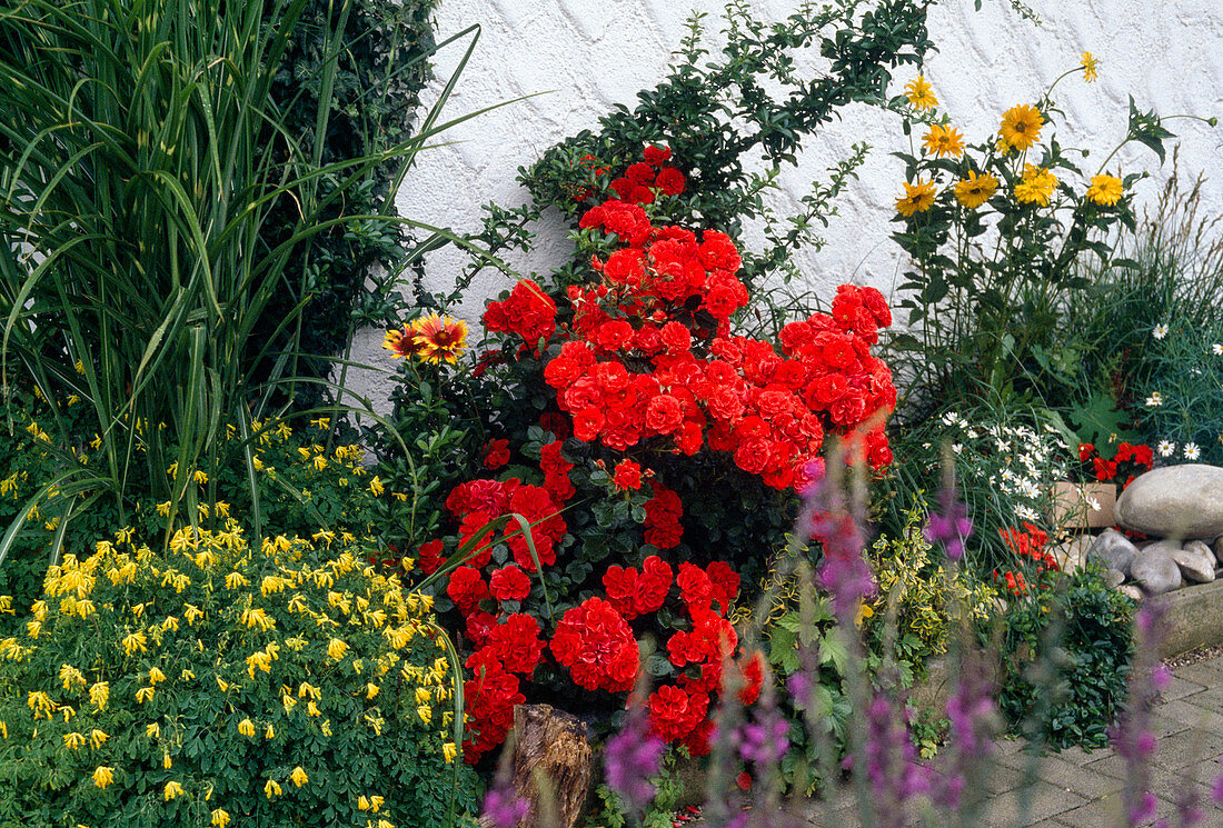 Polyantharose 'Orange Meillandina'