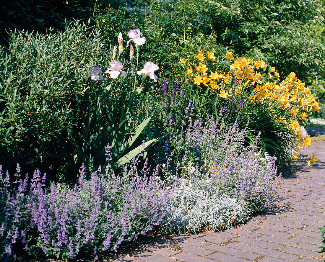 Hemerocallis, Nepeta x faassenii