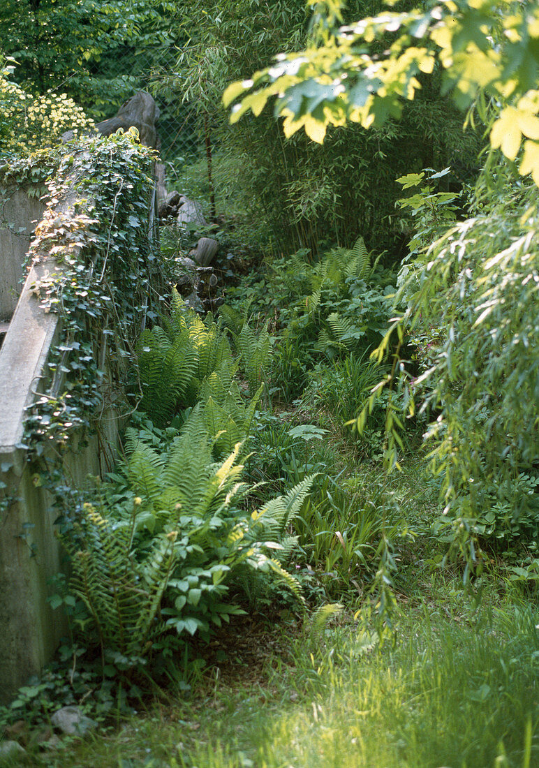 Wildgarten mit Farnen, Gräsern und Efeu