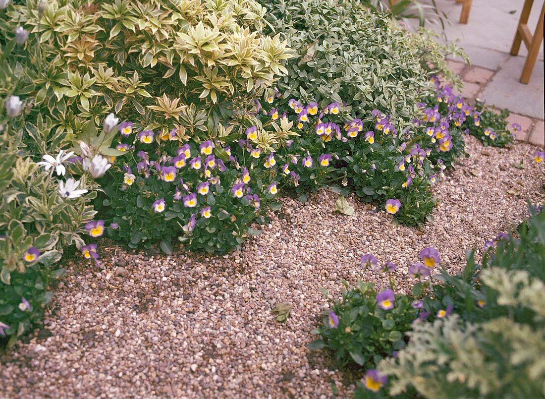 Viola cornuta (horned violet) on gravel path, Pieris japonica 'Variegata'