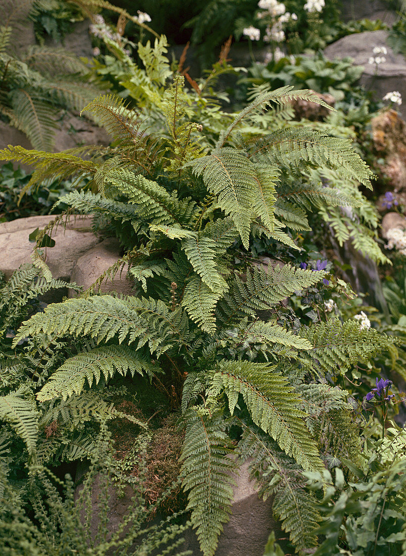 Wild garden with ferns