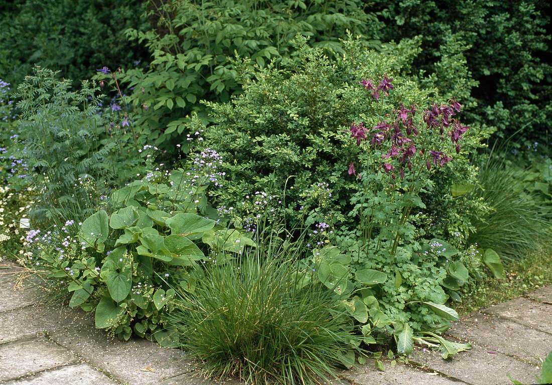 Schattenbereich im Garten mit Buxus