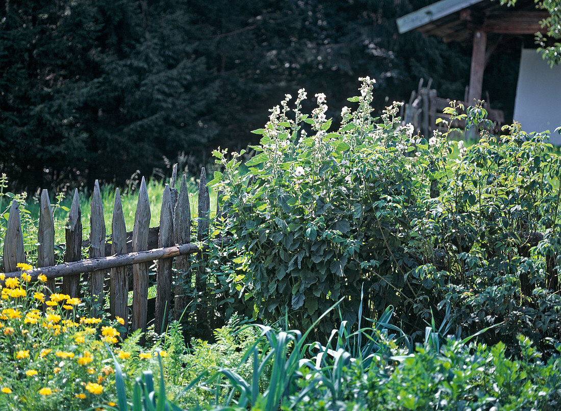 Farm garden with mallow