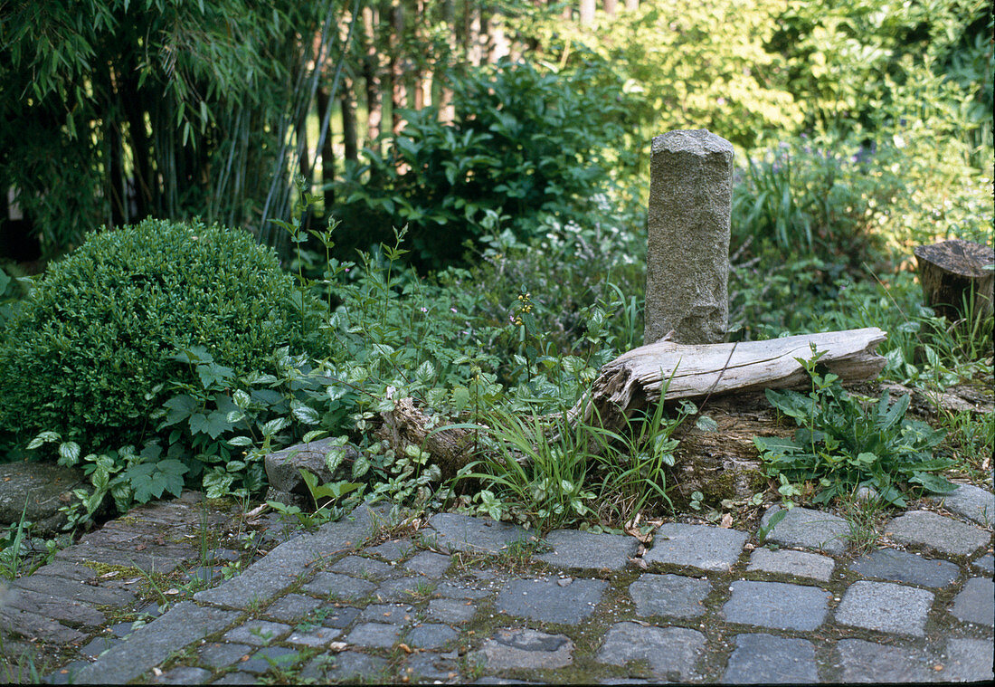 Natural garden with Lamium galeobdolon