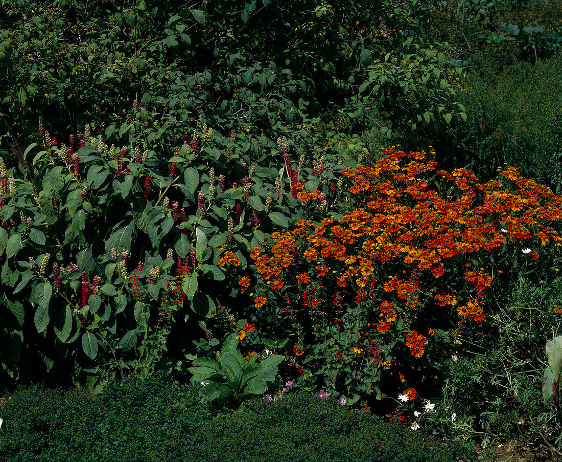 Phytolacca Americana(Kermesbeere)