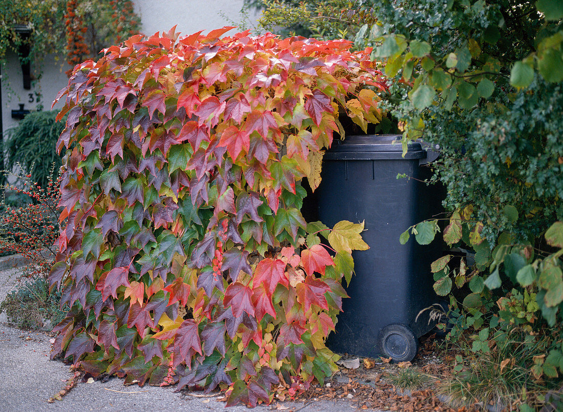 Dumpster with